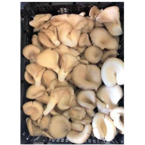 蚝菇/平菇 散装 1篮/约1.4kg