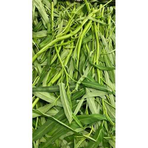 本地通菜 1箱/5KG