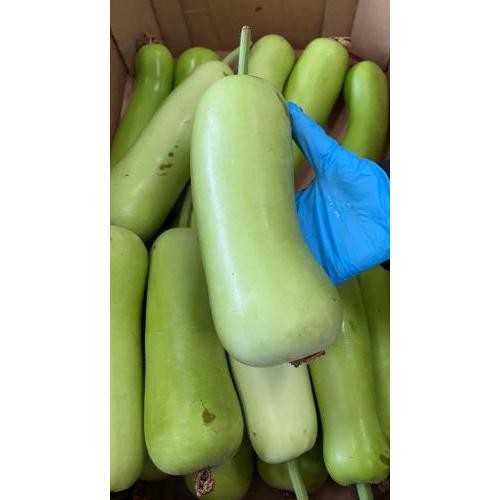 蒲瓜 1箱约10kg