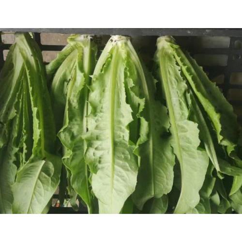 油麦菜 1箱约4kg