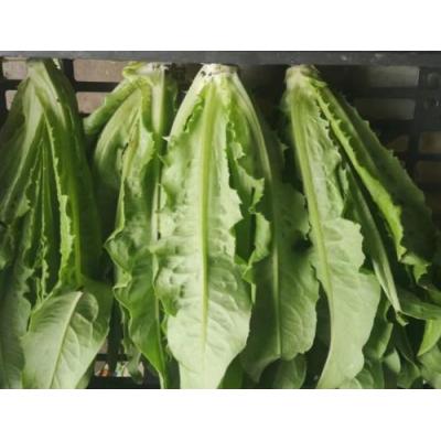 油麦菜 1箱约4kg