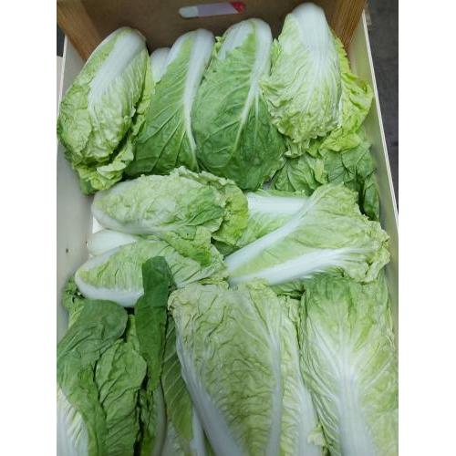 黄金娃娃菜 1箱约7kg