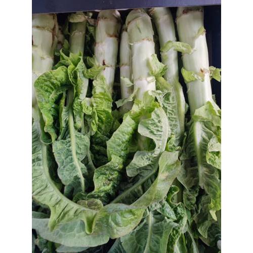 新鲜 莴笋  1箱 约10kg