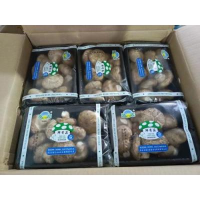 新鲜盒装香菇  200g*25