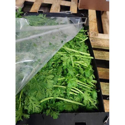 细叶茼蒿 1箱 约5kg