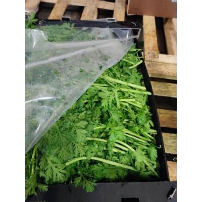 细叶茼蒿 1箱 约5kg
