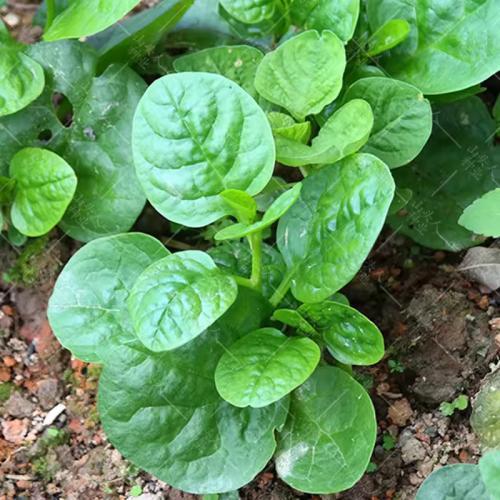 新鲜 木耳菜/潺菜 1箱约4kg