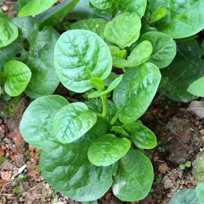 新鲜 木耳菜/潺菜 1箱约4kg