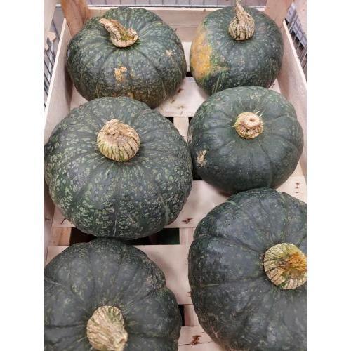 青皮南瓜 1箱 约10kg