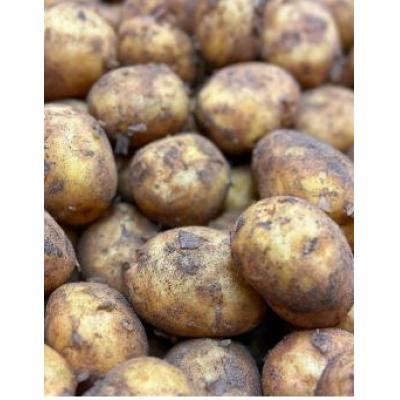 土豆 整袋（未清洗） 25kg