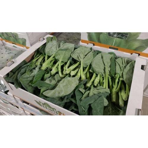 本地芥兰 较短 1箱/6kg