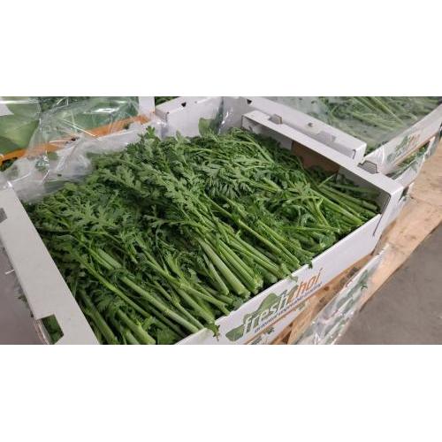 茼蒿  1箱约6kg 大箱