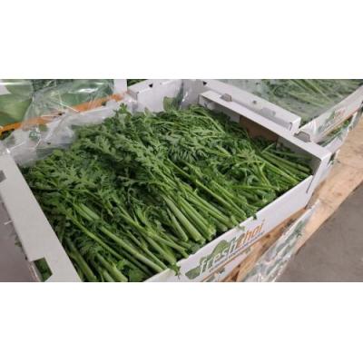 茼蒿  1箱约6kg 大箱