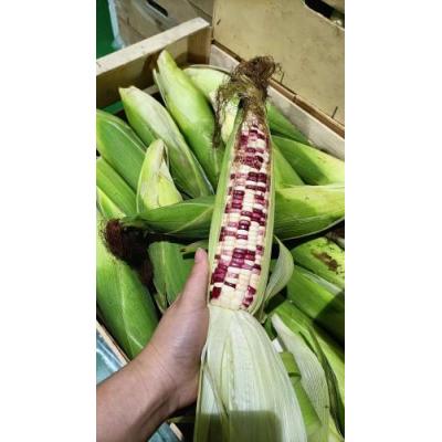 新鲜 彩色糯玉米 1箱约8kg