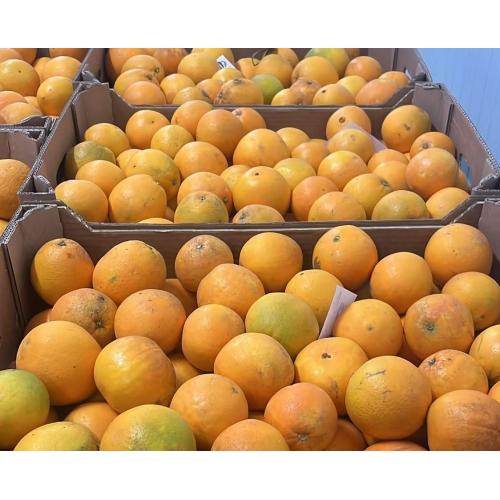 农场直供 新鲜 甜橙 5kg