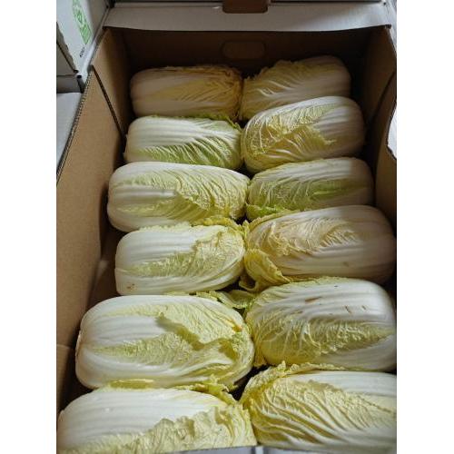本地大白菜 1箱12颗 小颗