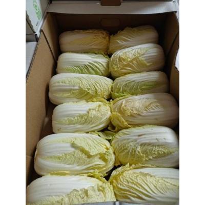 本地大白菜 1箱12颗 小颗