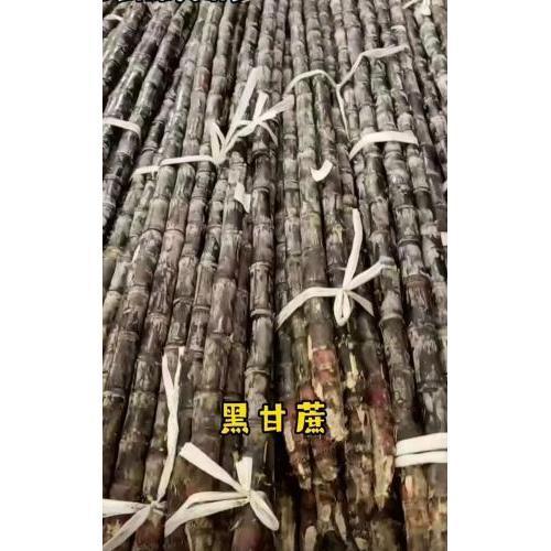 新鲜 黑甘蔗   一捆9到10根