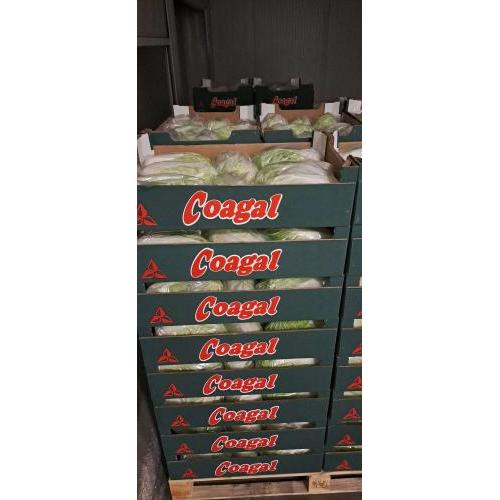 欧洲大白菜 1箱