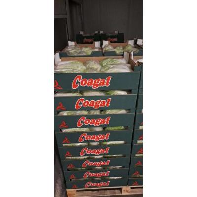 欧洲大白菜 1箱